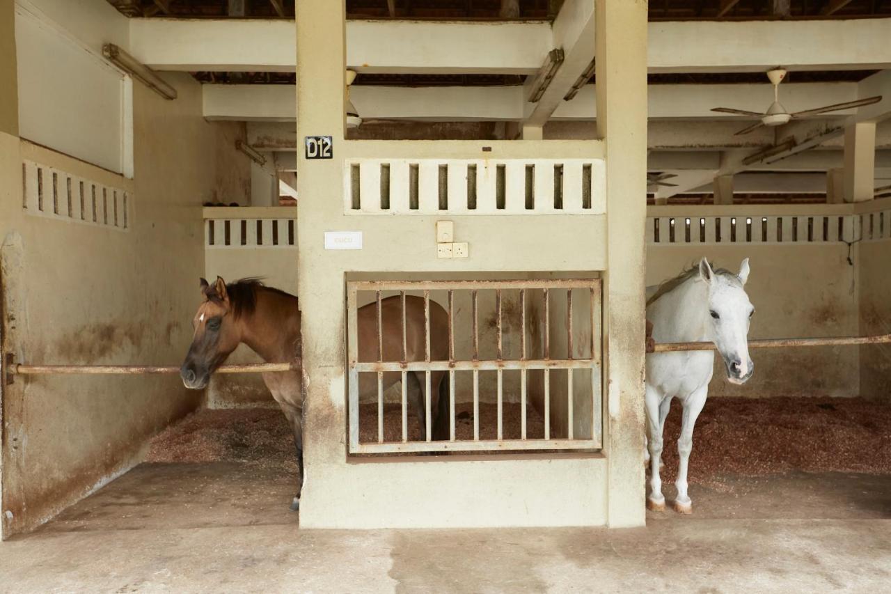 Terengganu Equestrian Resort Kuala Terengganu Luaran gambar