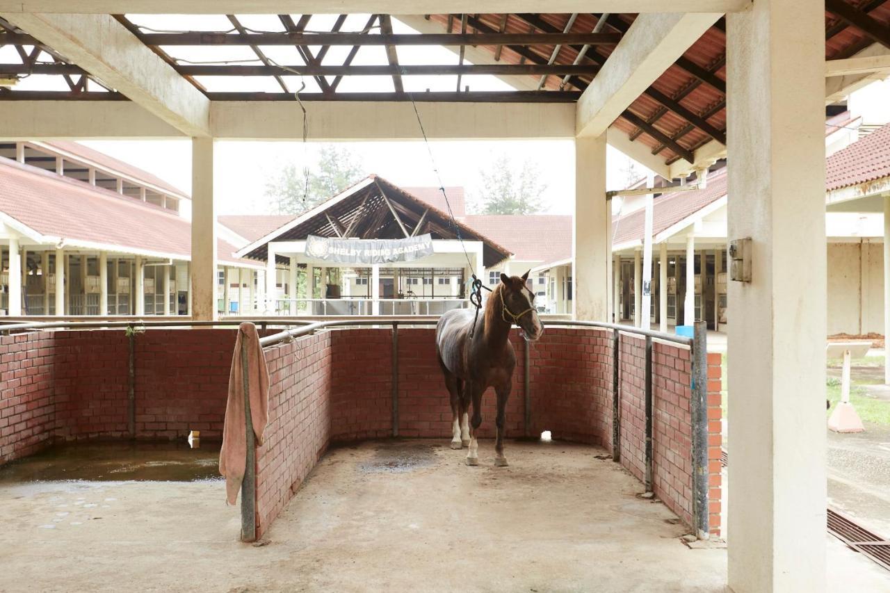 Terengganu Equestrian Resort Kuala Terengganu Luaran gambar